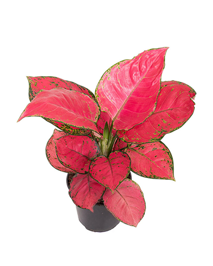 red katrina aglaonema Aglaonema 'Red Joy' Medium