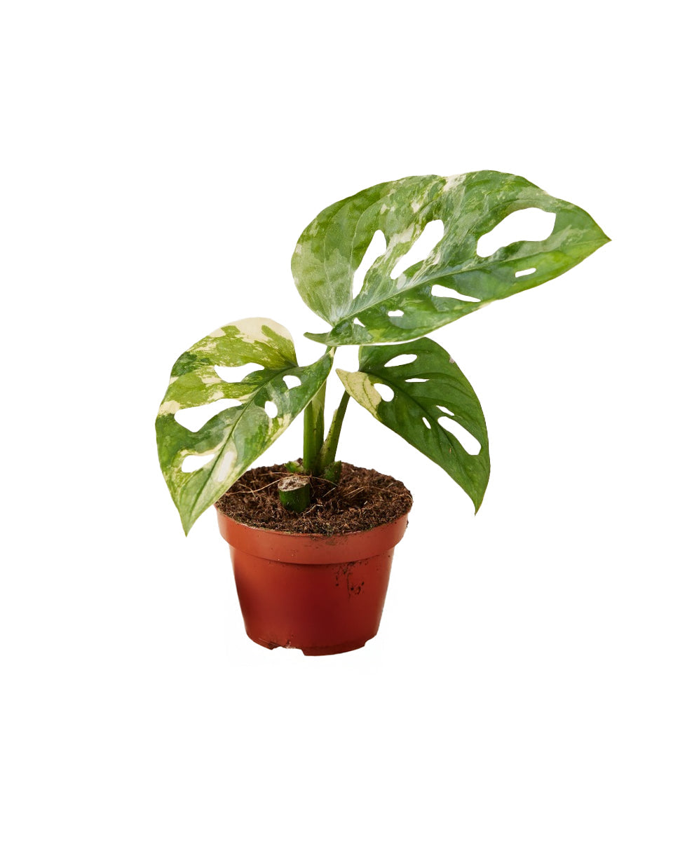 monstera adansonii safe for dogs Monstera Adansonii Variegata Baby