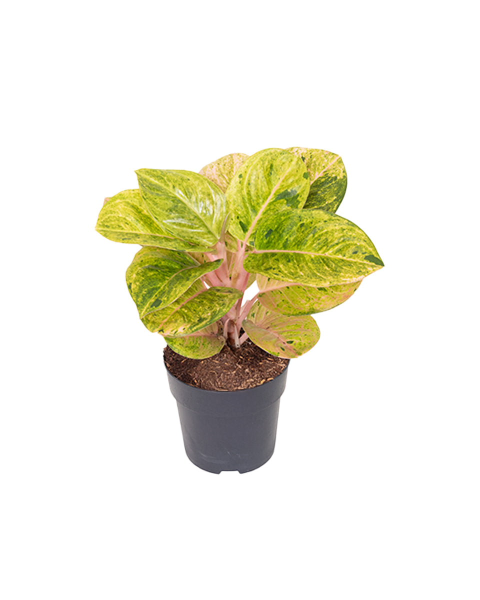 aglaonema description Aglaonema 'Apple Fantasy' Medium