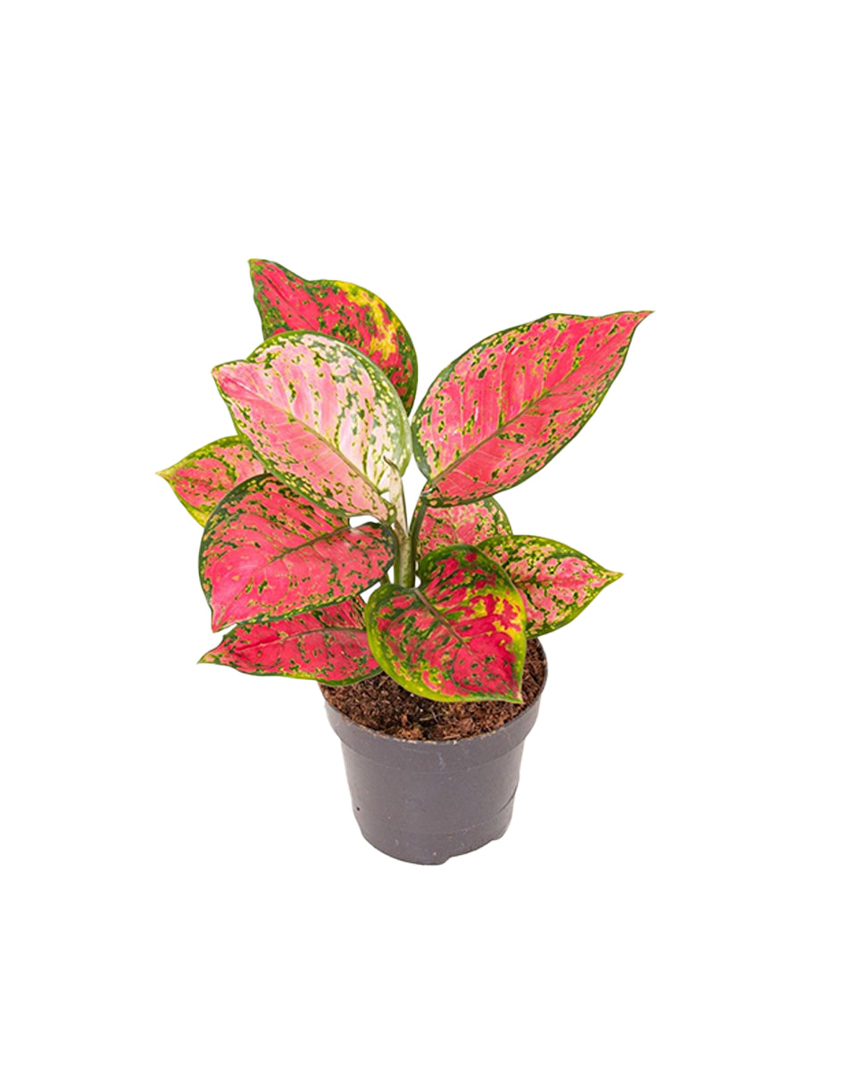 Aglaonema 'Crimson Love'