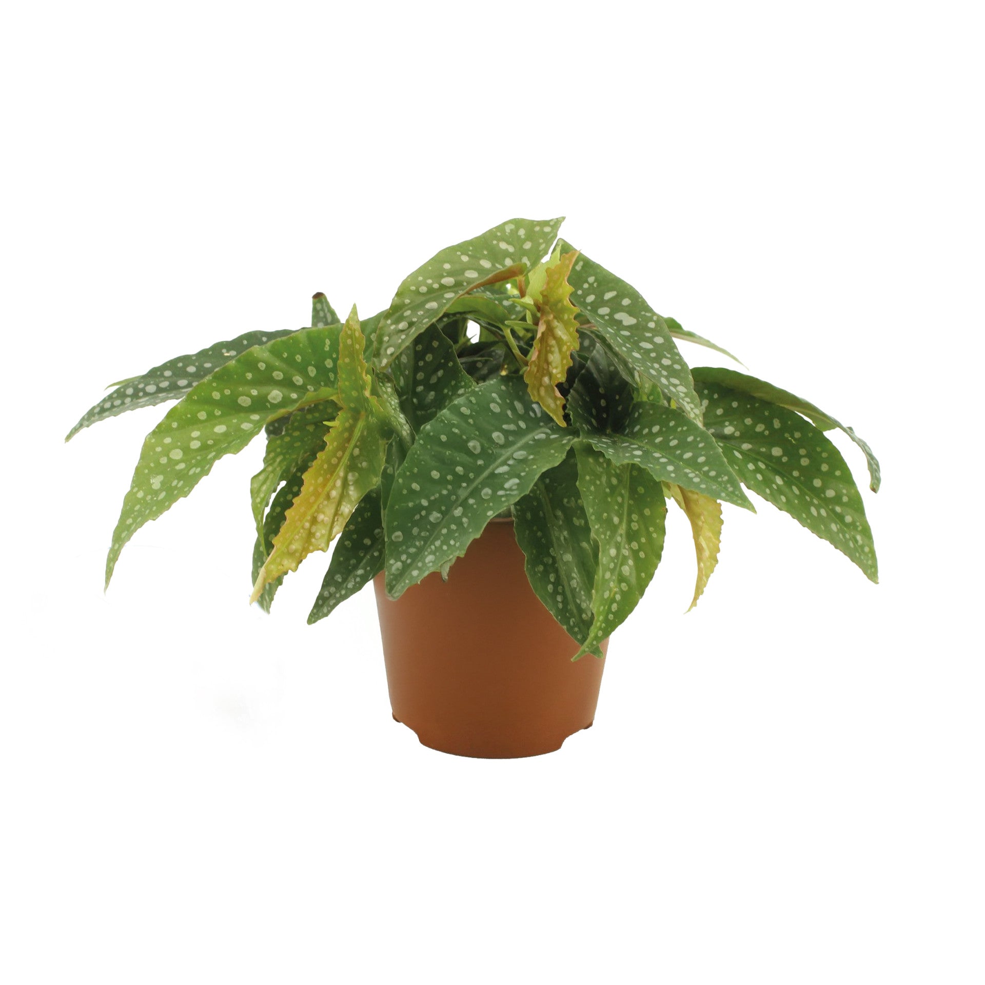 Begonia maculata 'Double Dot' Medium | Plant Circle