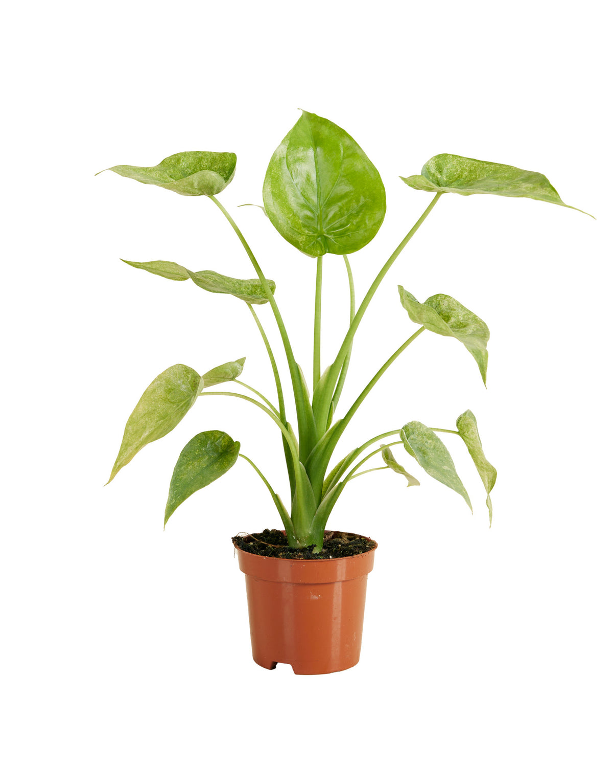 Alocasia Cucullata Variegata