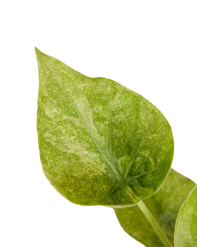 Alocasia Cucullata Variegata