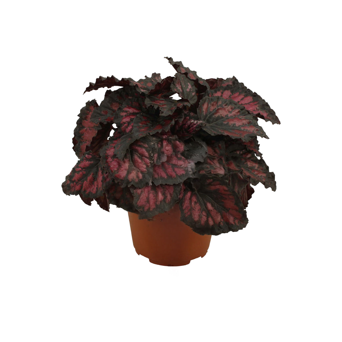 Begonia Rex 'Etna' Medium