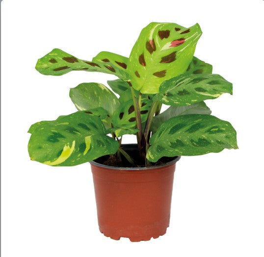 Maranta leuconeura ‘Kerchoveana variegata’ 