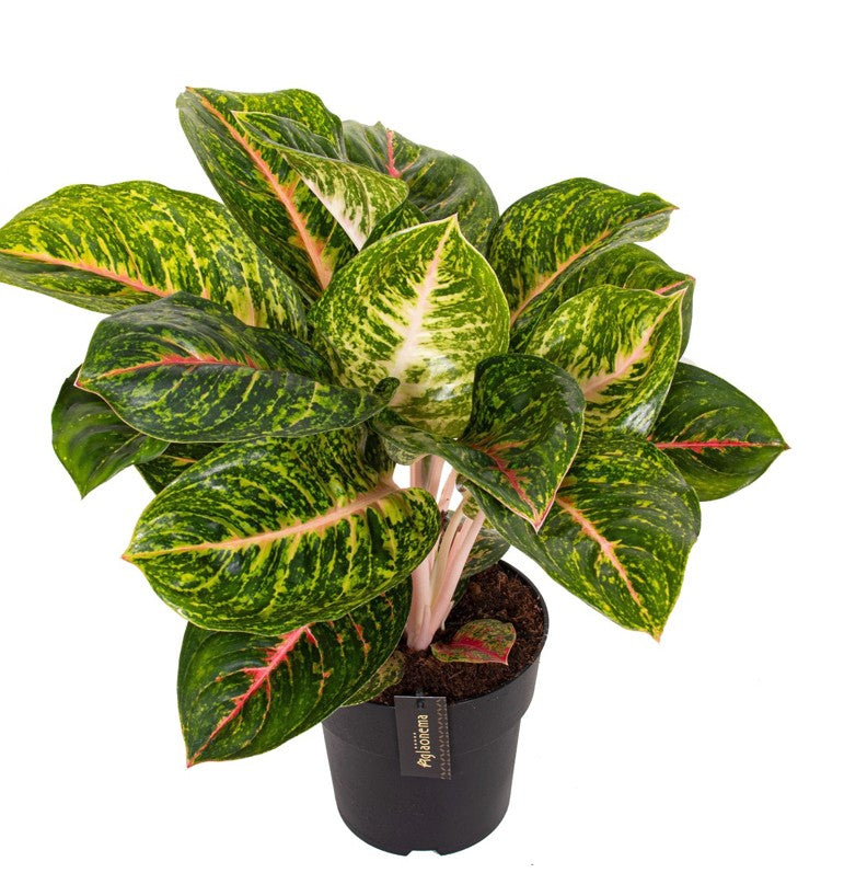 Healthy Aglaonema ‘Spring Red’ XL in a nursery pot. A perfect colorful foliage plant for your indoor houseplant collection