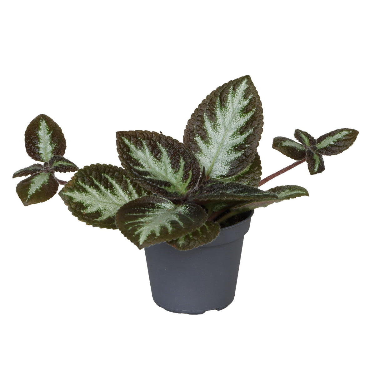 Episcia cupreata 'Silver Shield' (African Flame Violet) Baby