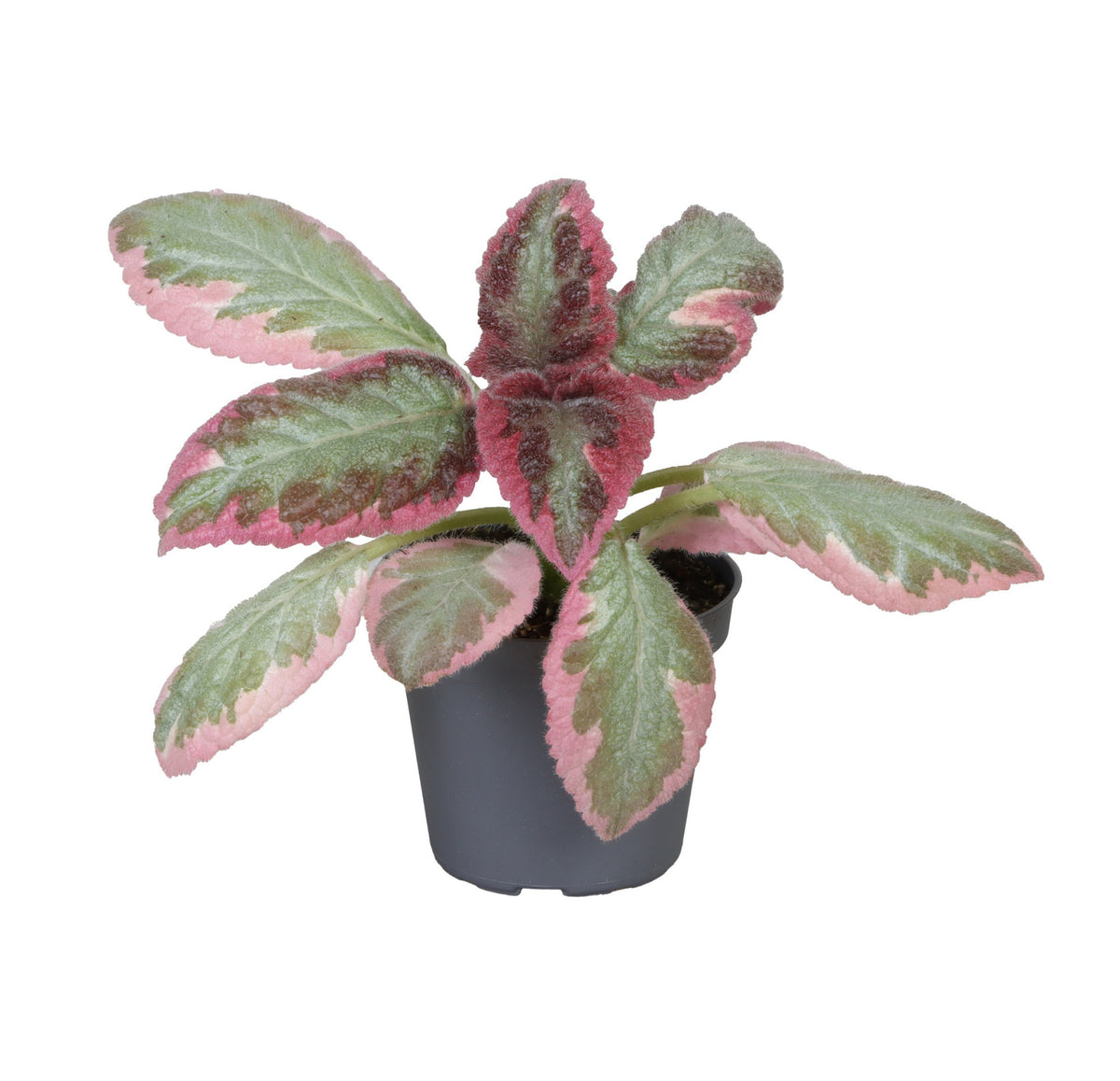 Episcia cupreata 'Pink Brocade' (African Flame Violet) Baby