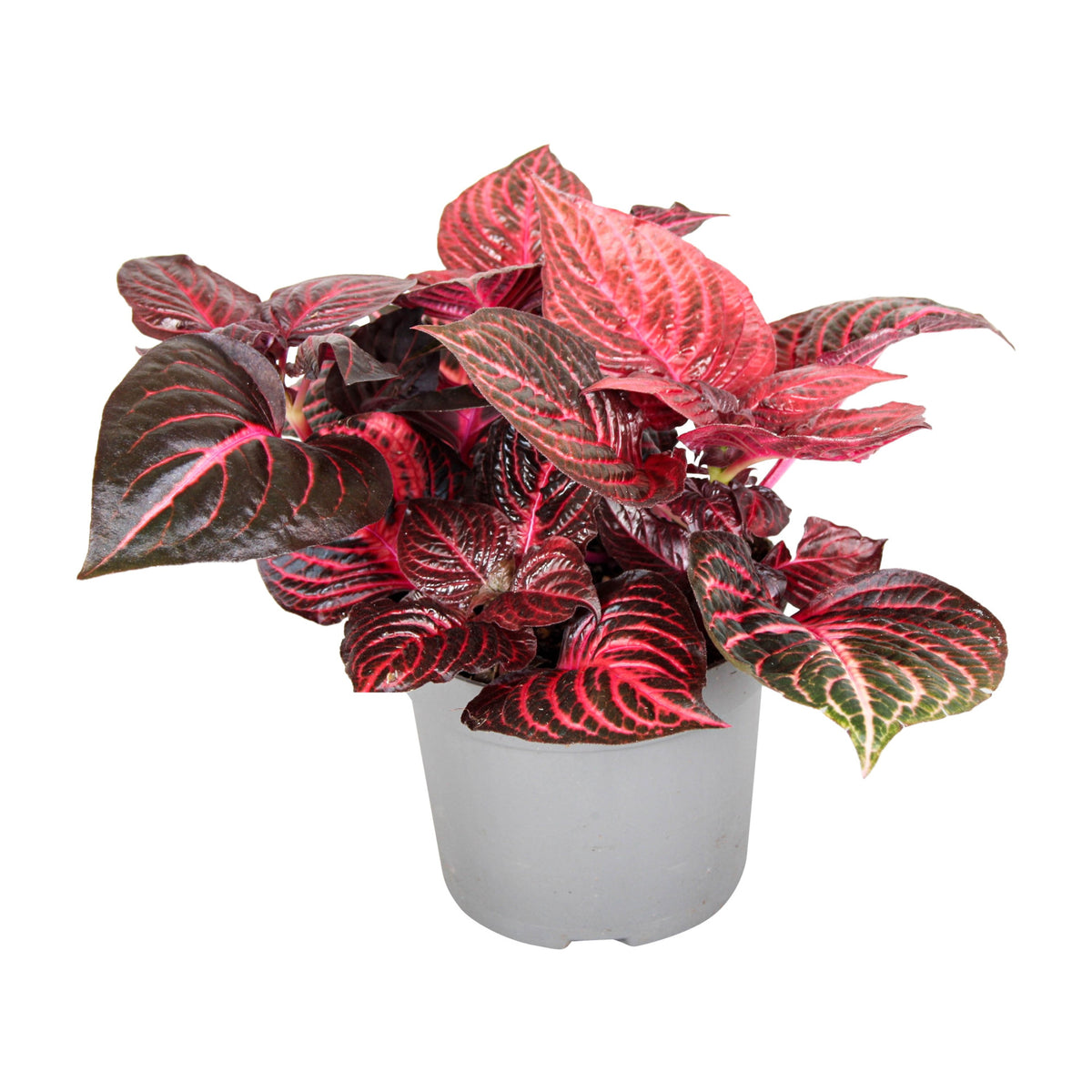 Iresine Diffusa f. Herbstii 'Rich Redstar' aka 'Bloodleaf' Medium