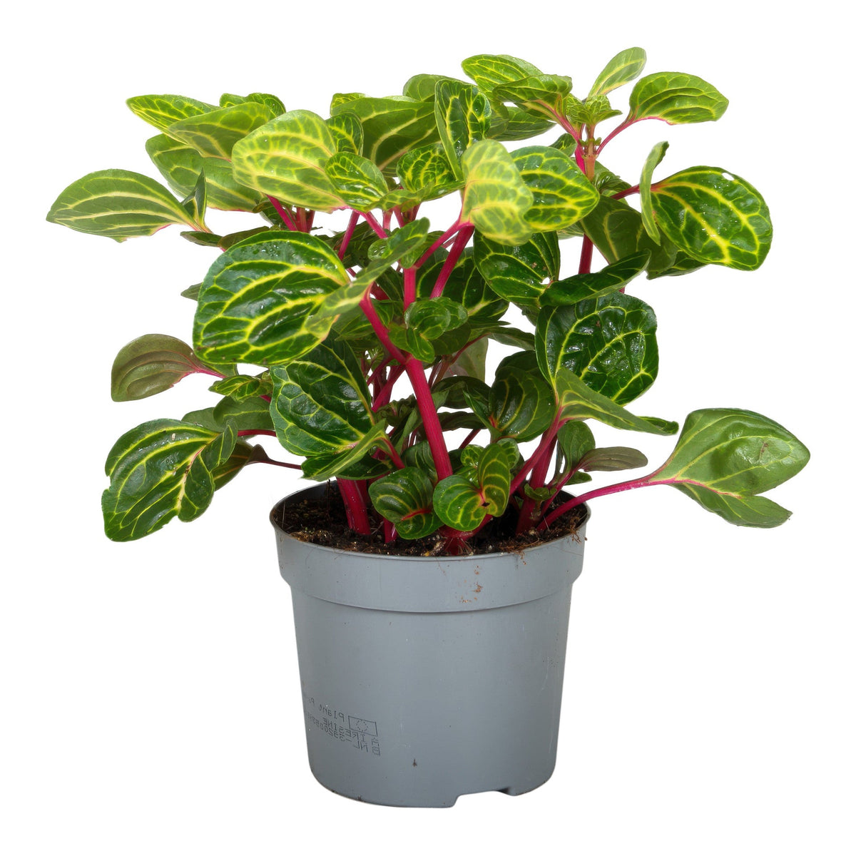 Iresine diffusa f. herbstii 'Rich Goldstar' Medium