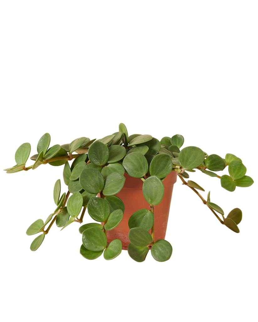 Peperomia 'Hope' Medium