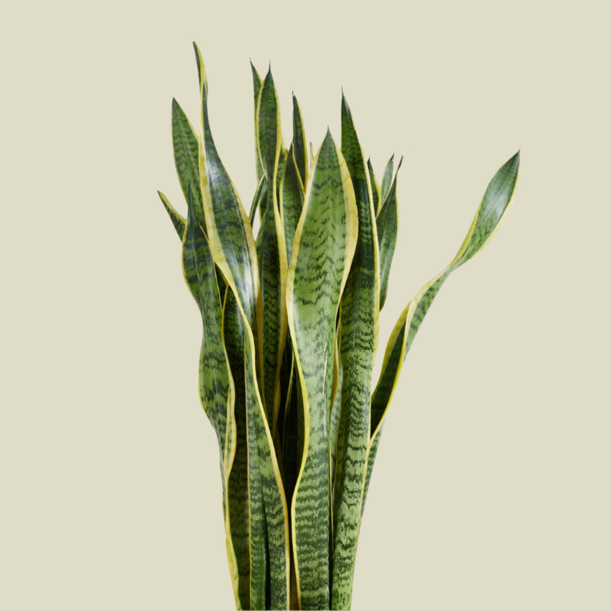 snake plant xl Sansevieria Laurentii XL