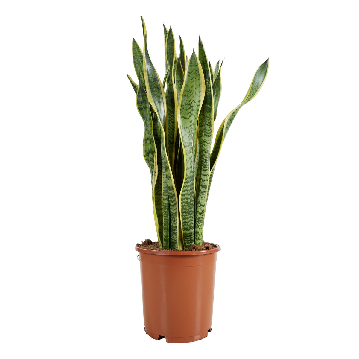 Sansevieria Laurentii