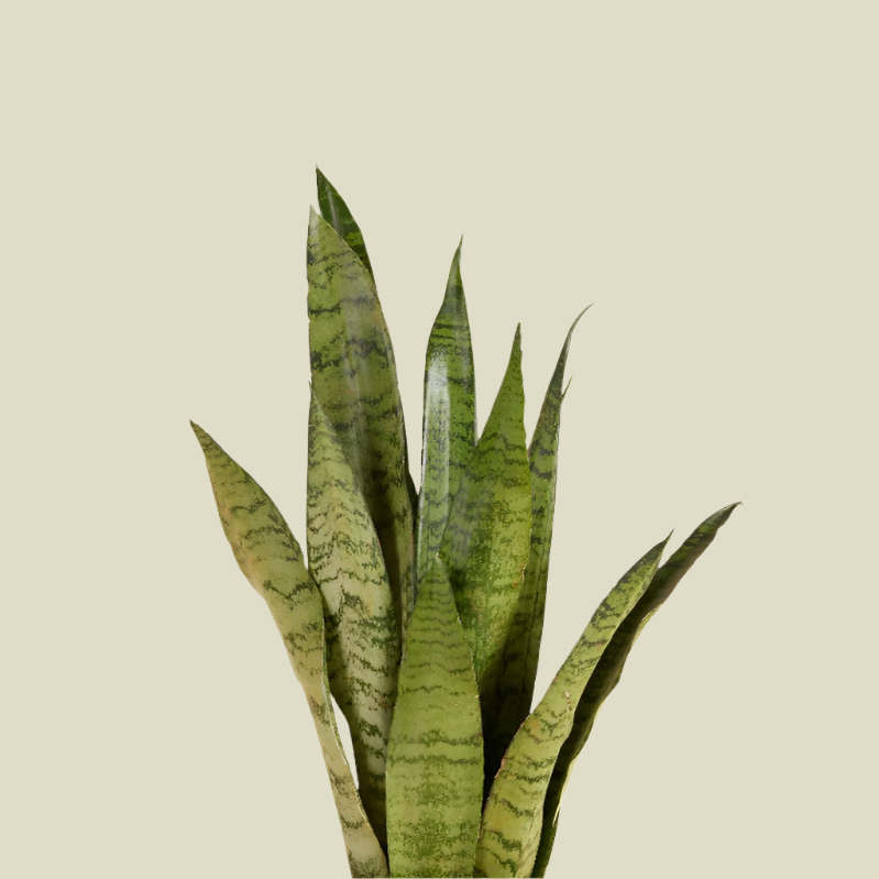 Dracaena (Sansevieria) zeylanica Medium