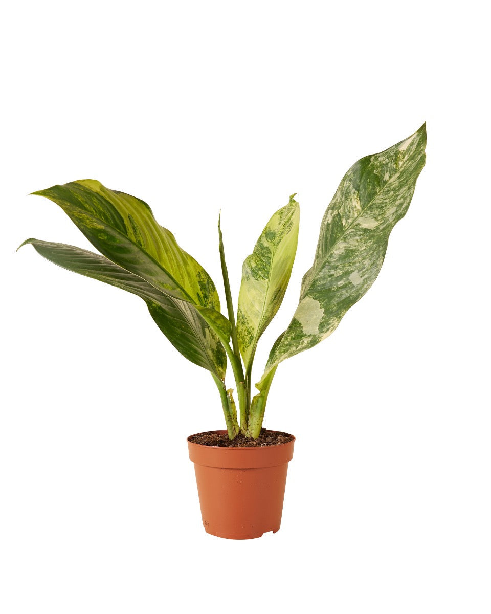 big ben dieffenbachia Dieffenbachia seguine 'Big Ben' Variegata Large
