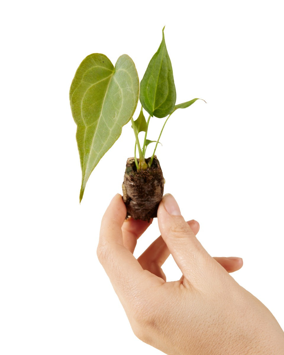 anthurium delta force Anthurium 'Delta Force' XS Baby (Plug Size)