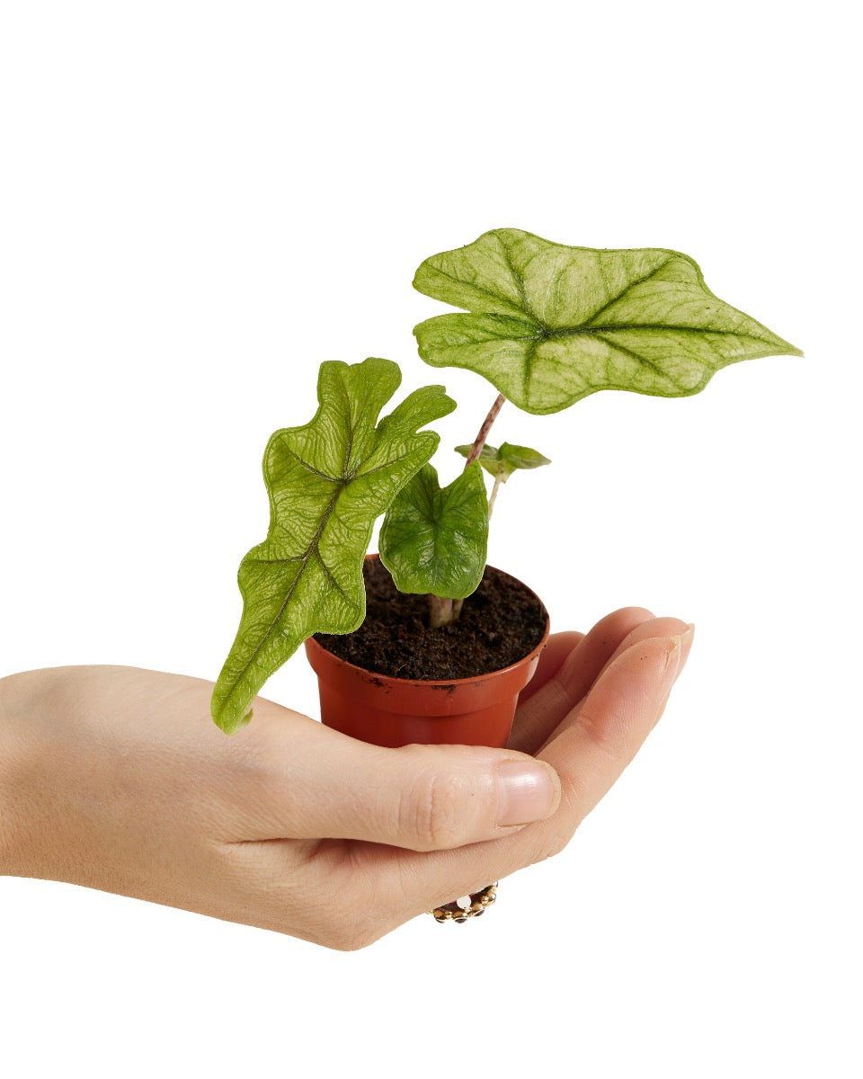 Alocasia ‘Jacklyn Ghost’ (‘Mint’) Baby