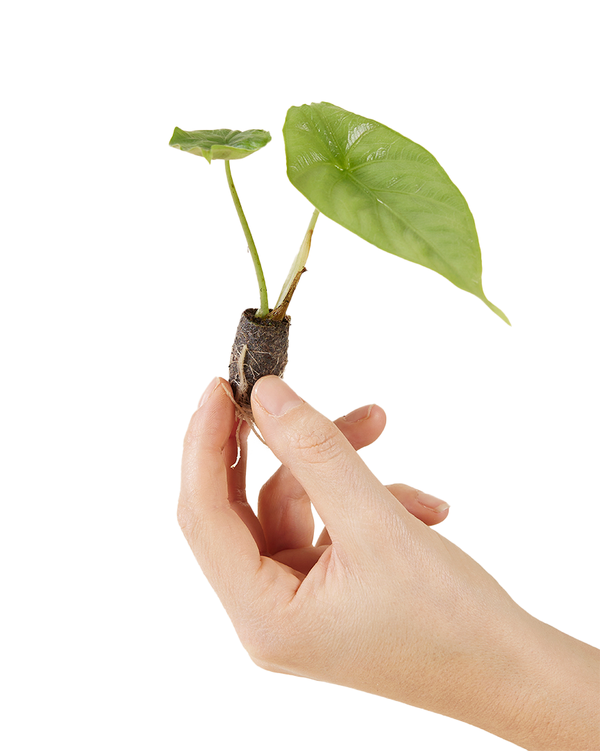 Alocasia Puncakborneensis Plant Plug