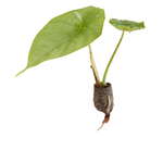 Alocasia Puncakborneensis Plant Plug