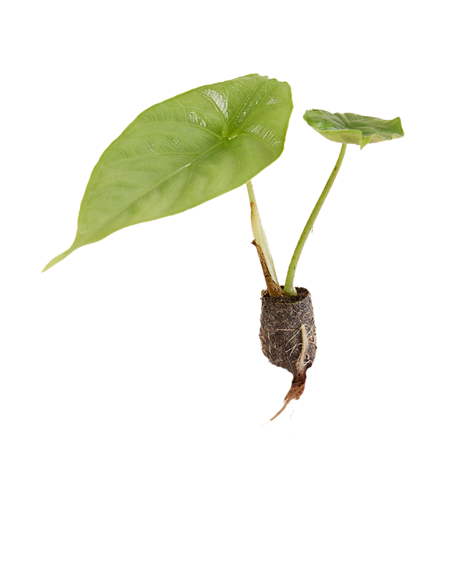 Alocasia Puncakborneensis Plant Plug