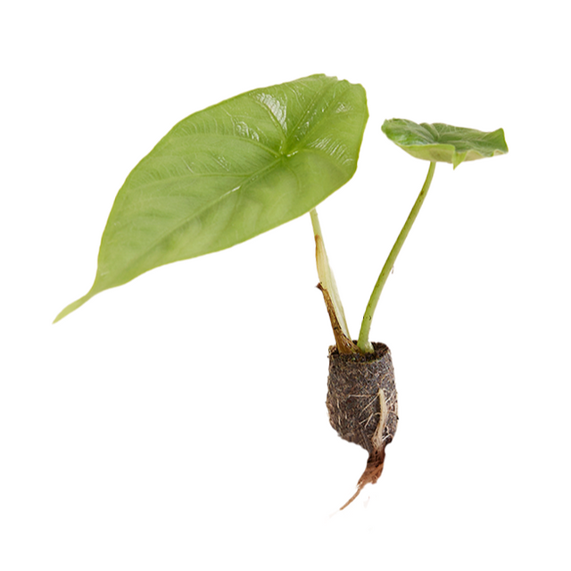 Alocasia Puncakborneensis Plant Plug