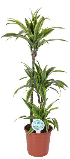 Dracaena fragens 'Lemon Lime' XL
