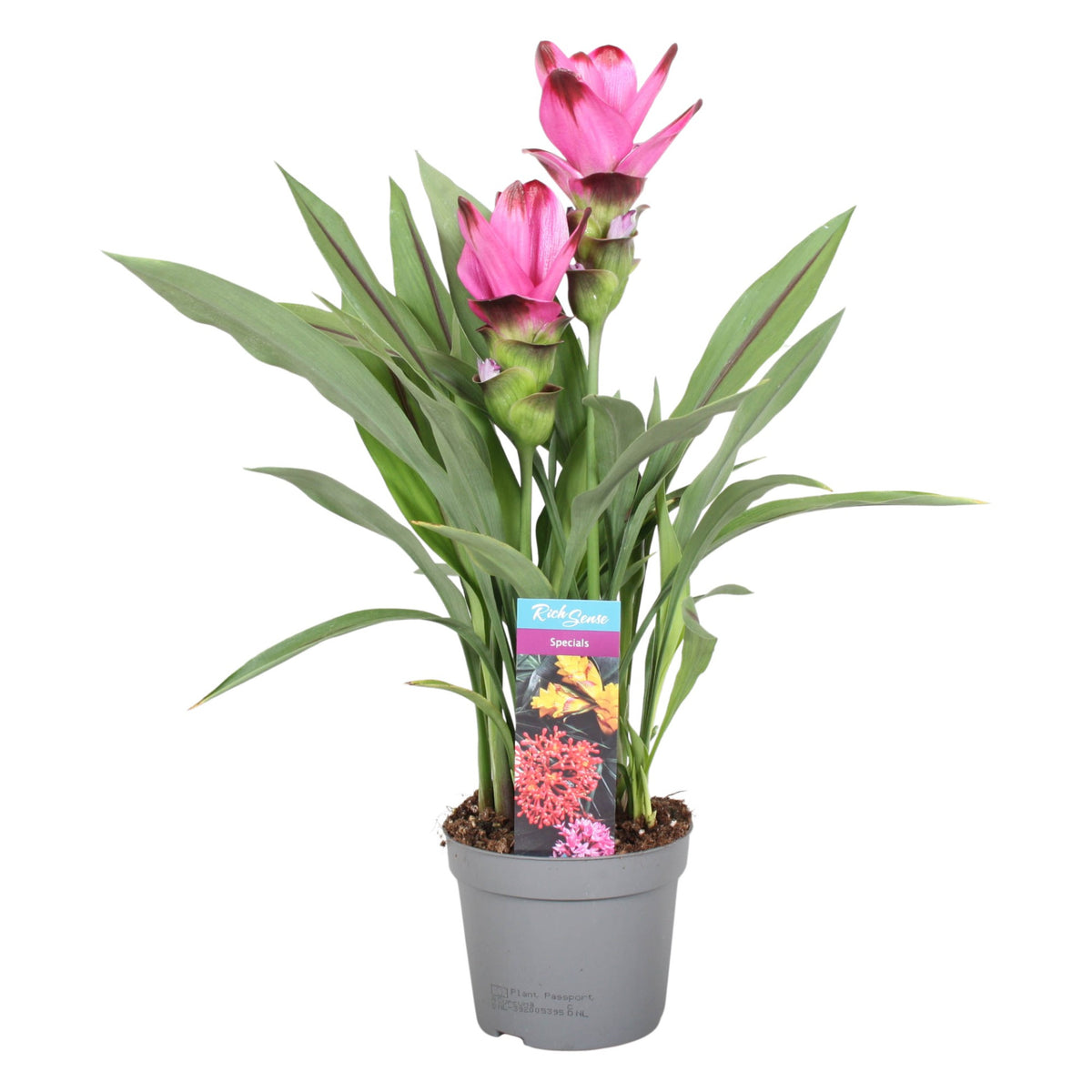 Curcuma 'Siam Splash' Medium