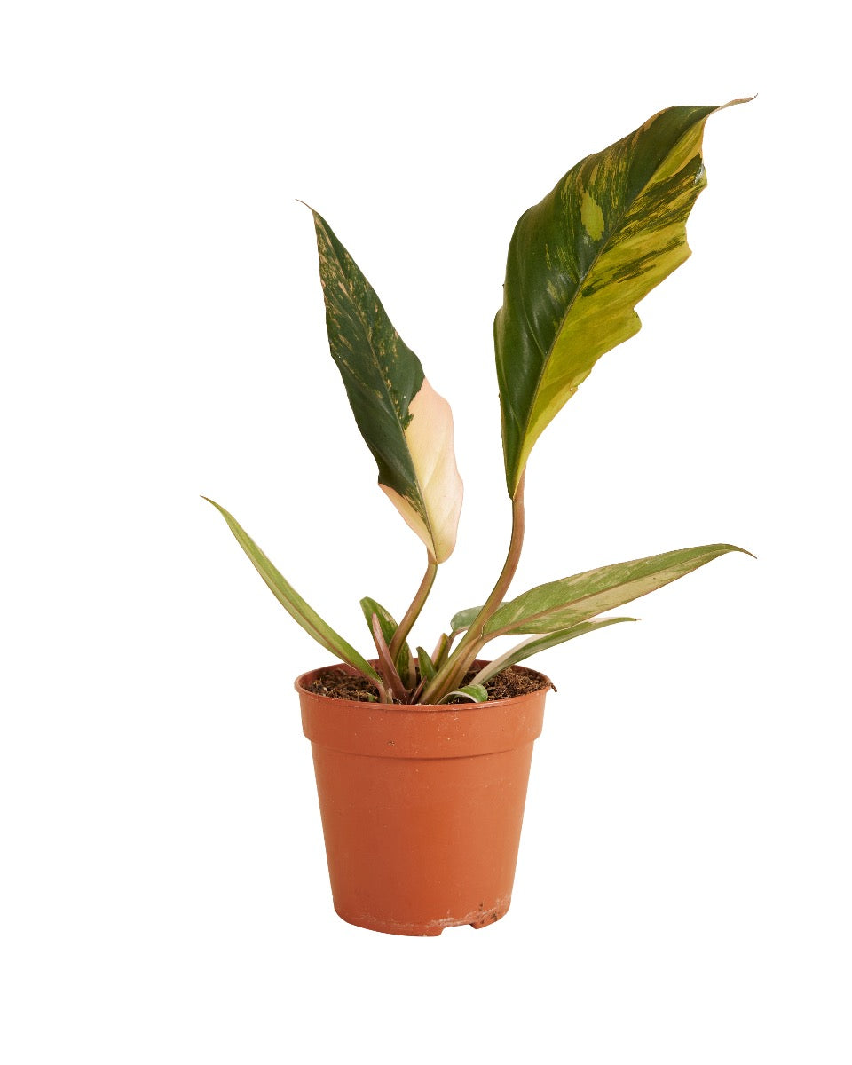 Philodendron 'Caramel Marble' Medium