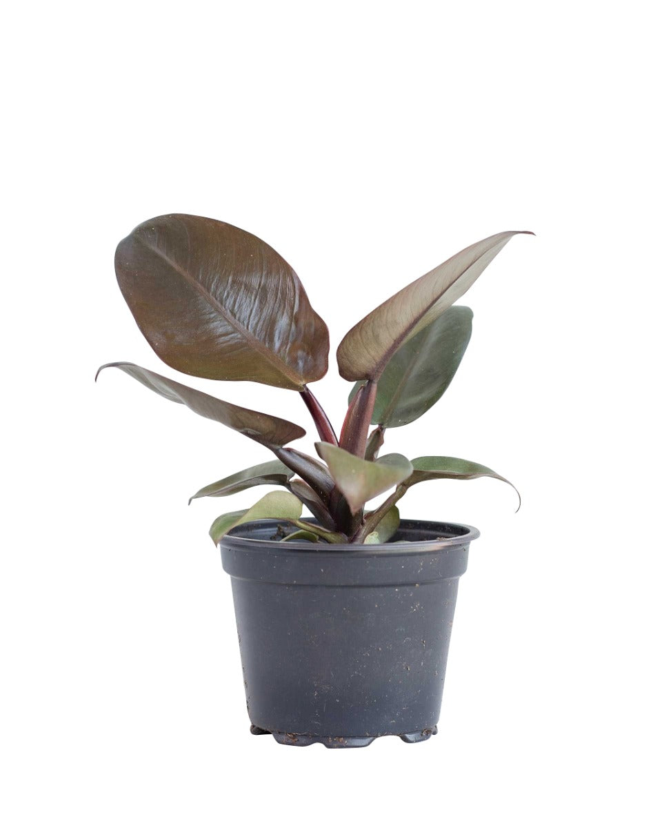 philodendron black knight Philodendron 'Black Cardinal' Medium