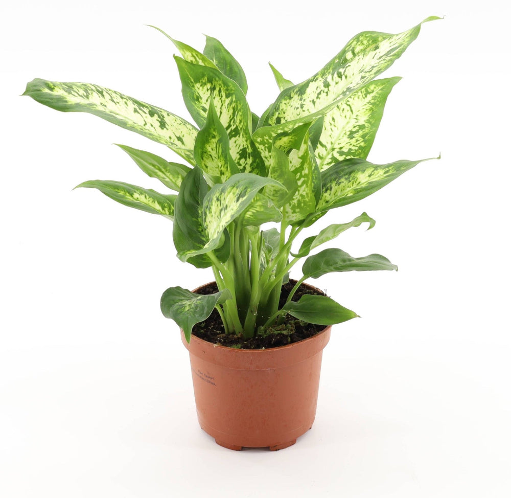 Dieffenbachia seguine 'Compacta' in 12cm nursery pot