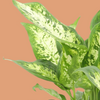 healthy Dieffenbachia seguine 'Compacta' leaves showing mottled variegation 