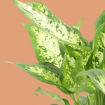 healthy Dieffenbachia seguine 'Compacta' leaves showing mottled variegation 