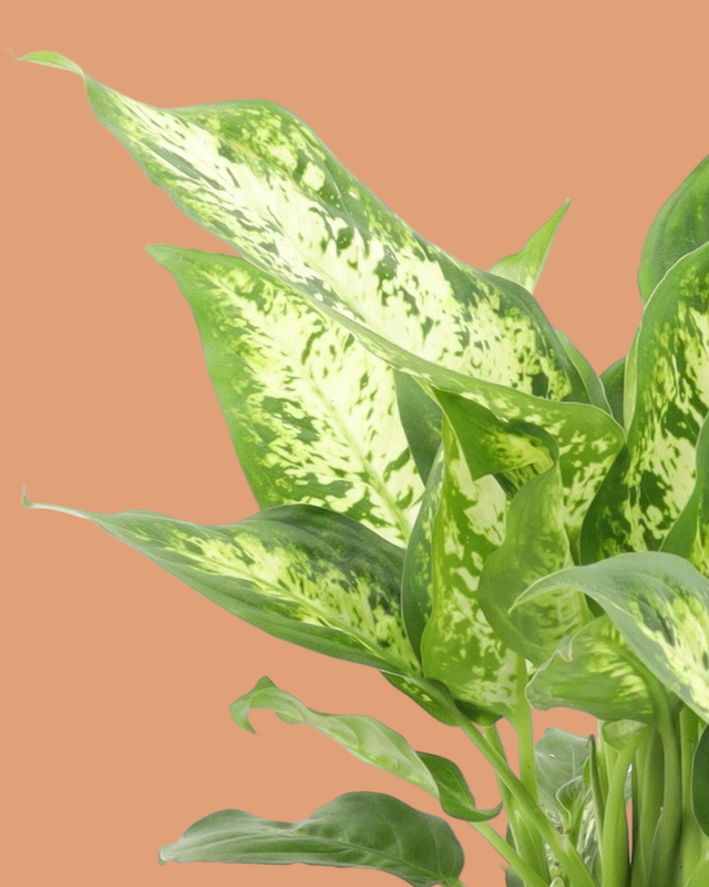healthy Dieffenbachia seguine 'Compacta' leaves showing mottled variegation 