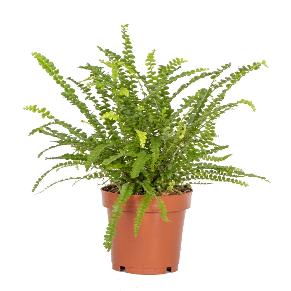 healthy Nephrolepis exaltata ‘Duffii’ (Lemon Button Fern) in a medium sized nursery pot 12 cm