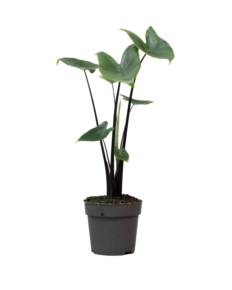 Healthy Alocasia Black Zebrina Medium in 12cm nursery pot with deep black stems