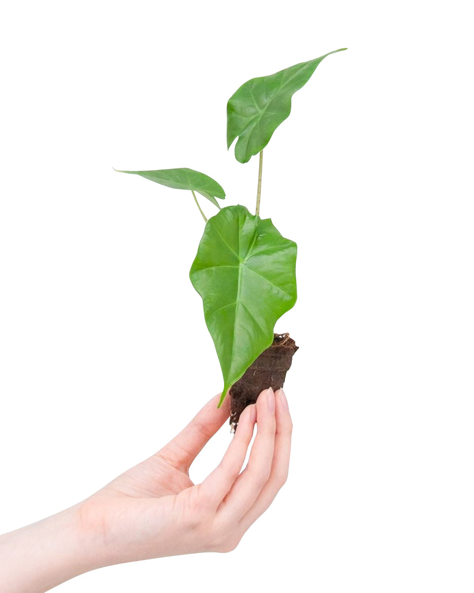 Healthy baby Alocasia Portodora plant plug held in hand for scale