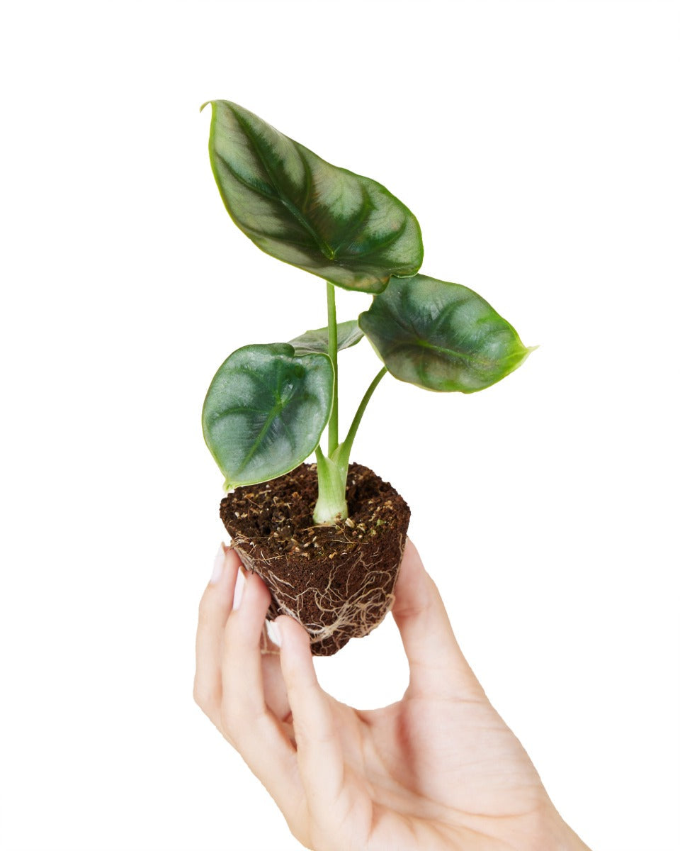 alocasia reversa plug showing healthy roots and leaves held in hand for scale