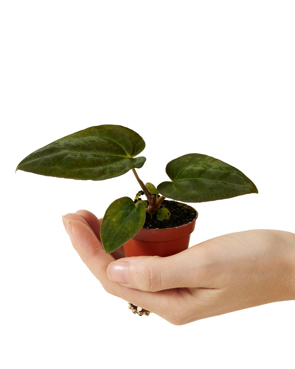 Healthy Anthurium papillilaminum × 'Dark Phoenix' hybrid showing scale in hand