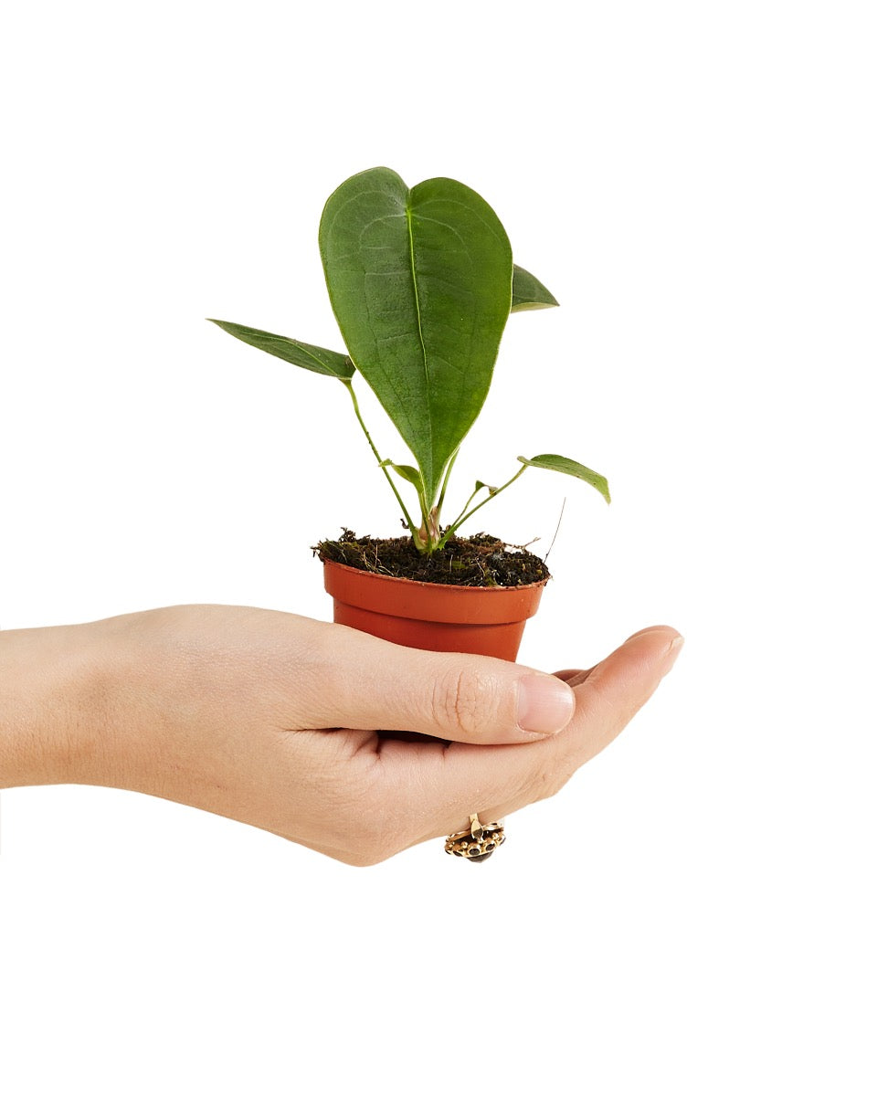 Healthy Anthurium Peltigerum Baby plant held in hand for scale in a 6 cm nursery pot