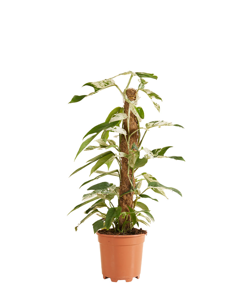 healthy Epipremnum pinnatum 'Marble Variegata' in a 17cm nusery pot mounted on a moss pole