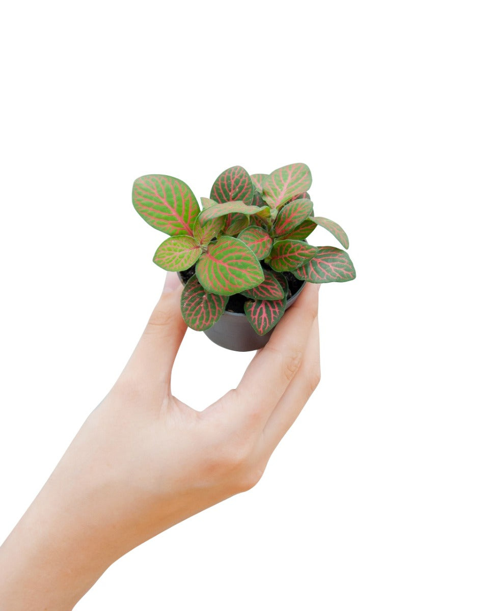 Heathy Fittonia albivenis ‘Forest Flame’ Baby plant held in hand for scale
