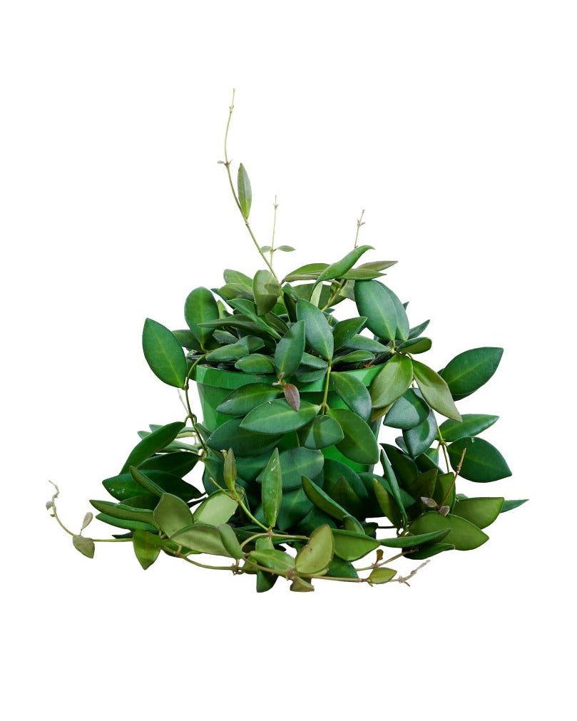 Healthy Hoya Burtoniae with bright olive leaves in Medium sized 14 cm nursery pot