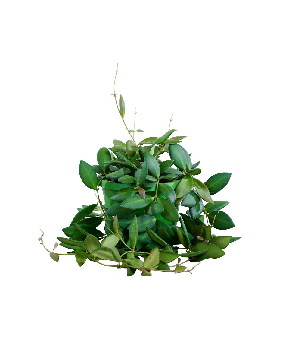 Healthy Hoya Burtoniae with bright olive leaves in Medium sized 14 cm nursery pot