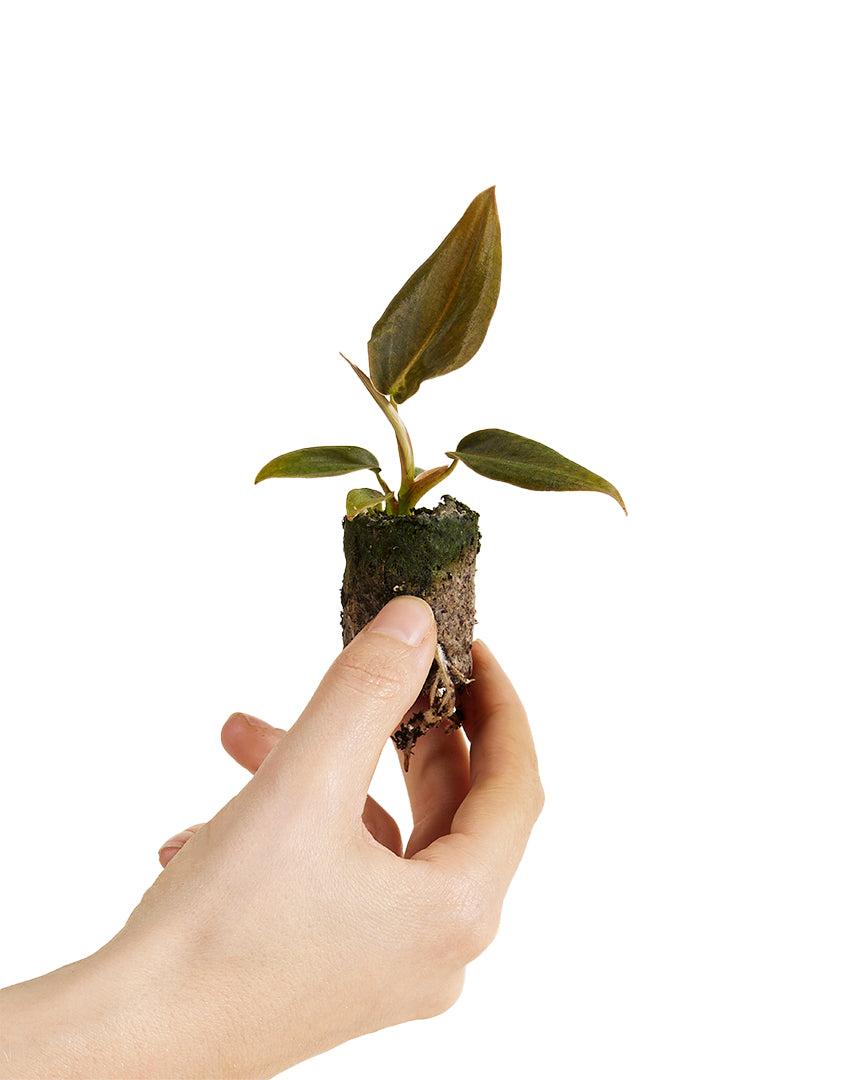 Hand holding a small Philodendron gigas Baby plant on a white background