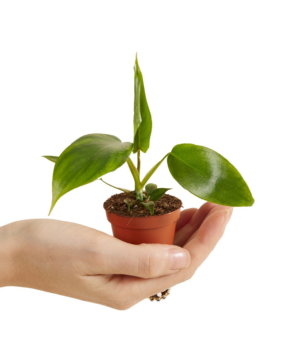 Hand holding a small healthy potted Philodendron 'Glad hands' (quercifolium) in a 6 cm nursery pot on a white background