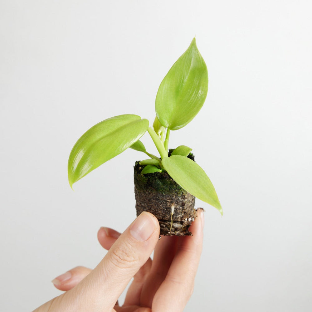 healthy Philodendron bipennifolium ‘Golden Violin’ Plug held by a hand against a light gray background