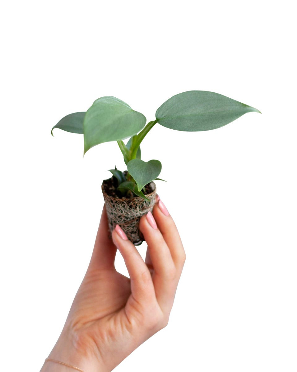 Hand holding a small Philodendron hastatum 'Silver queen' ('Silver Sword')  plant with a white background