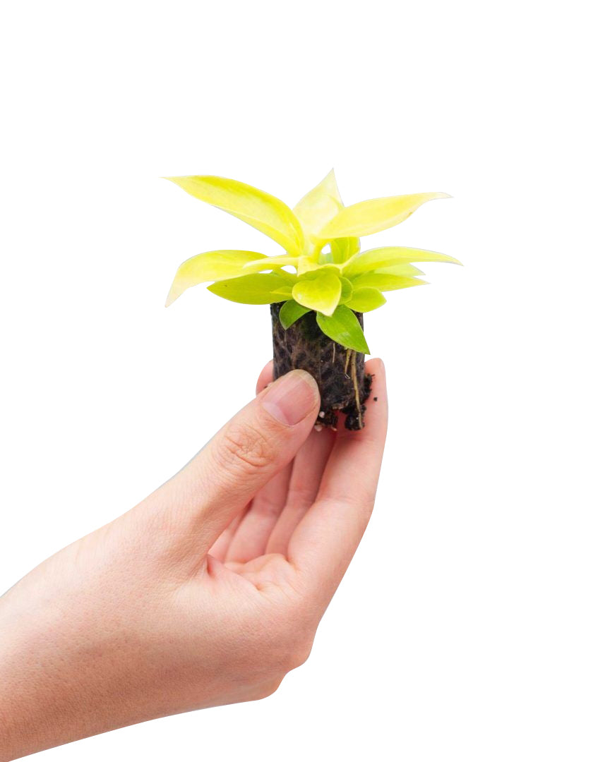 Hand holding a small Philodendron 'Moonlight' Plug with green leaves on a white background