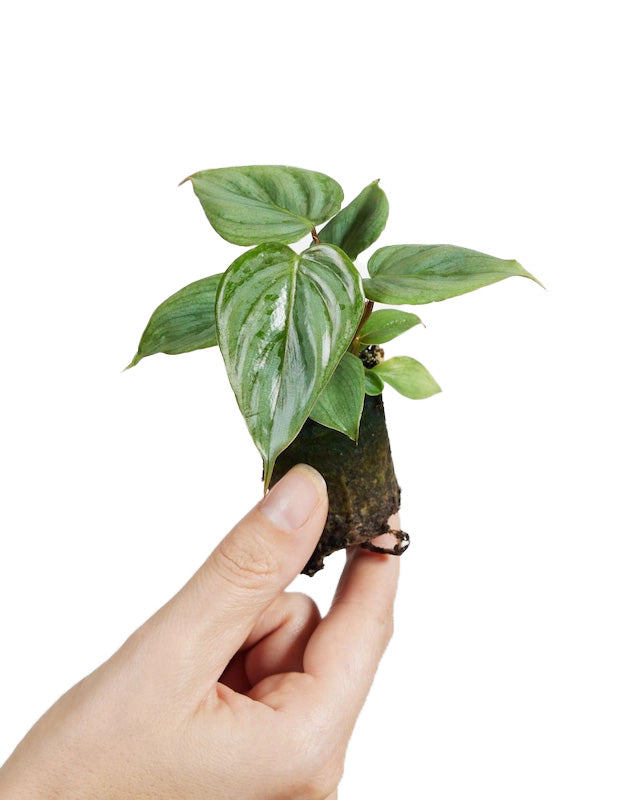 Hand holding a small Healthy baby philodendron sodiroi plant in a pot against a white background