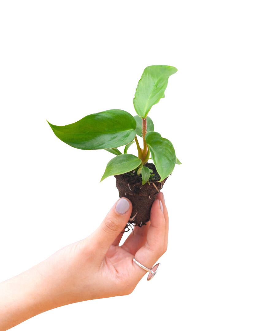 Hand holding a small healthy baby Philodendron squamiferum  plant with roots exposed on a white background